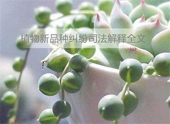 植物新品种纠纷司法解释全文