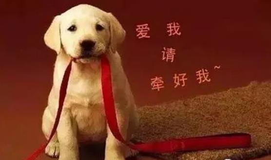 2023年大同市养犬管理规定修正【全文】