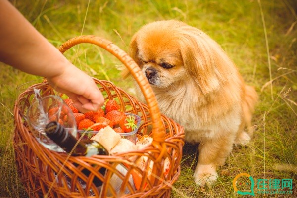 兰州市养犬管理条例