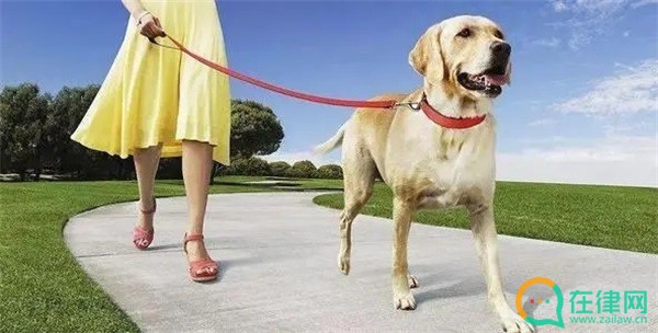 芜湖市养犬管理条例