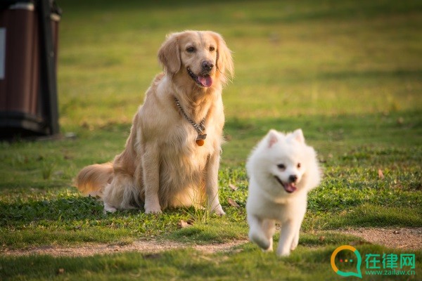 深圳市养犬管理条例