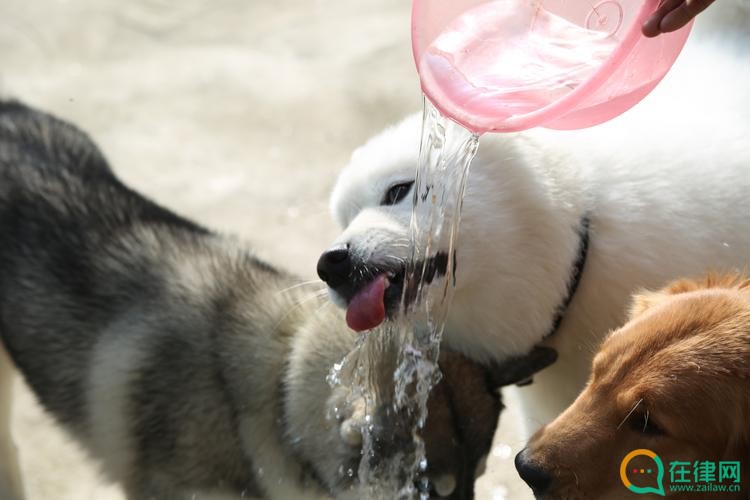 哈密市养犬管理条例