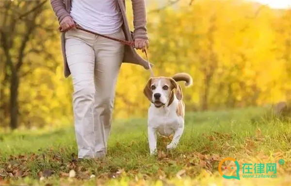 鄂州市养犬管理条例