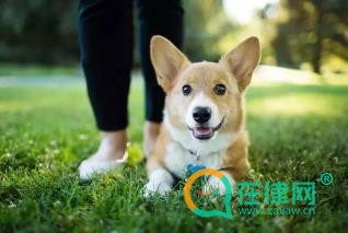 2024长沙市养犬管理条例最新修订