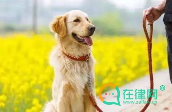 2024南昌市养犬管理条例最新修正全文